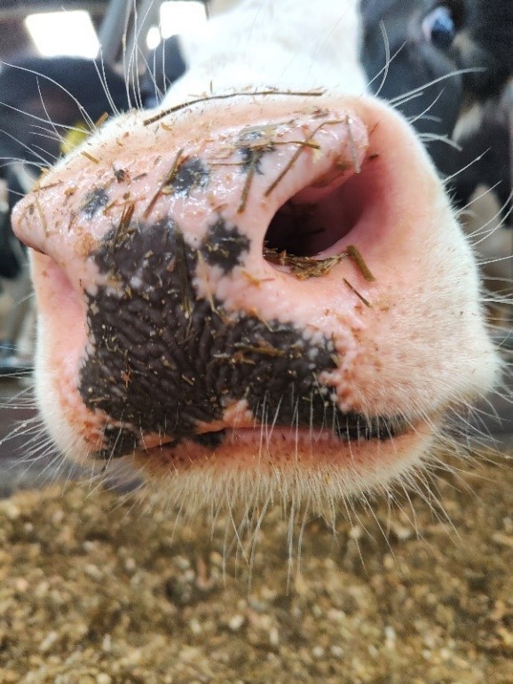 Happy Cow